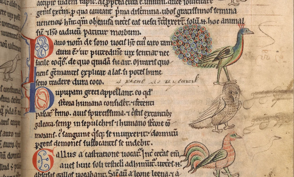 Medieval Bestiary from the British Library - Add MS 11283 - A peacock